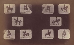 Studier av förkortningar. Hästar. Gående. Mahomet. nr 119-120, 1879. av Eadweard Muybridge