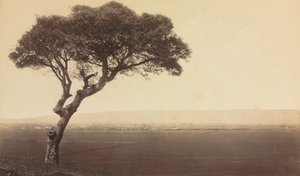 Utan titel (Landskap nära Watsonville, Kalifornien)