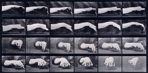 A Motion Study of a Hand, c.1872-1885 av Eadweard Muybridge