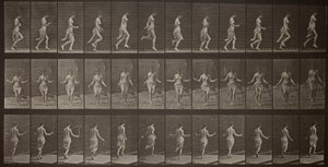 Djurens förflyttning, plansch 174 av Eadweard Muybridge