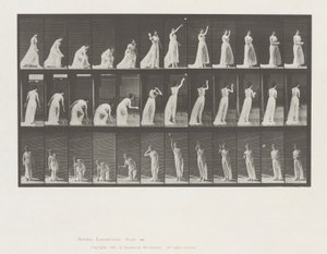 Djurrörelse, skylt 305 av Eadweard Muybridge