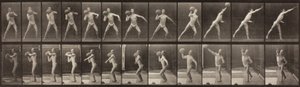 Djurrörelse, skylt 319, 1887 av Eadweard Muybridge