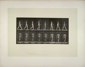 動物の移動: 男性の骨盤布、1887 年。スウェーデン語 av Eadweard Muybridge