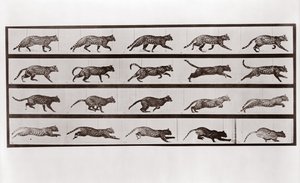 Cat Trav och galopp, Tallrik 717 från Animal Locomotion, 1887 av Eadweard Muybridge