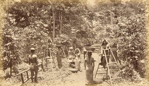 Kaffeskörd i San Isidro - 1000 fot över havet, Guatemala av Eadweard Muybridge