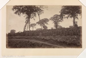 Kaffeplantage vid Las Nubes, Guatemala av Eadweard Muybridge