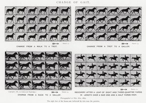 Eadweard Muybridge: Change of Gait (s/v foto) av Eadweard Muybridge