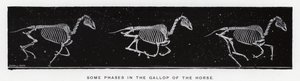 Eadweard Muybridge: Några faser i hästens galopp av Eadweard Muybridge