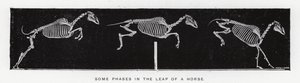 Eadweard Muybridge: Några faser i en hästs språng (s/v foto) av Eadweard Muybridge