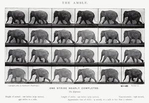Eadweard Muybridge: The Amble (s/v foto) av Eadweard Muybridge