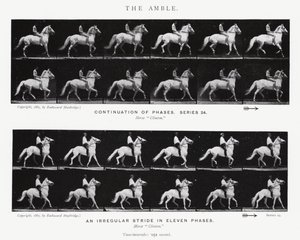 Eadweard Muybridge: The Amble (s/v foto) av Eadweard Muybridge