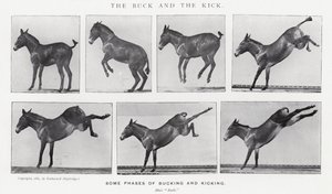 Eadweard Muybridge: The Buck and the Kick (s/v foto) av Eadweard Muybridge