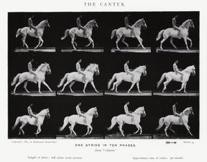 Eadweard Muybridge: The Canter (s/v foto) av Eadweard Muybridge