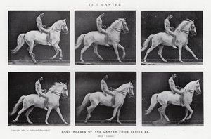 Eadweard Muybridge: The Canter (s/v foto) av Eadweard Muybridge