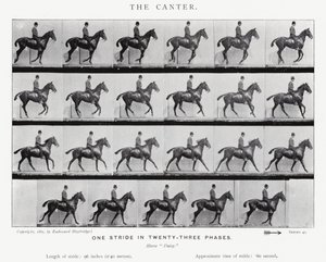 Eadweard Muybridge: Galoppen av Eadweard Muybridge