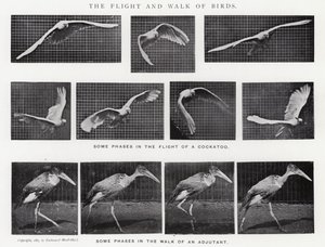 Eadweard Muybridge: The Flight and Walk of Birds (s/v foto)
