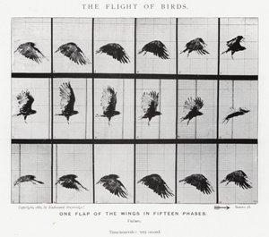 Eadweard Muybridge: The Flight of Birds (s/v foto) av Eadweard Muybridge