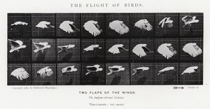 Eadweard Muybridge: The Flight of Birds (s/v foto) av Eadweard Muybridge