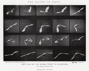 Eadweard Muybridge: The Flight of Birds (s/v foto) av Eadweard Muybridge