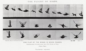 Eadweard Muybridge: The Flight of Birds (s/v foto) av Eadweard Muybridge