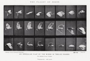 Eadweard Muybridge: The Flight of Birds (s/v foto) av Eadweard Muybridge