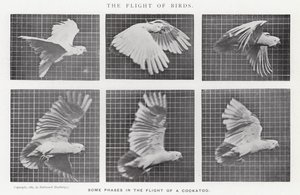 Eadweard Muybridge: The Flight of Birds (s/v foto)