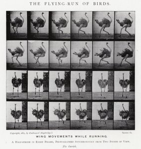 Eadweard Muybridge: The Flying-Run of Birds (s/v foto) av Eadweard Muybridge
