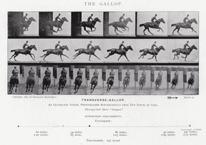 Eadweard Muybridge: The Gallop (s/v foto) av Eadweard Muybridge