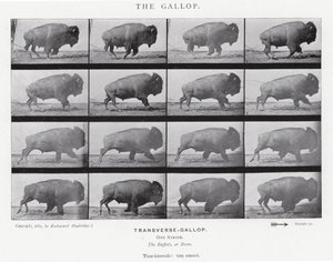 Eadweard Muybridge: The Gallop (s/v foto) av Eadweard Muybridge