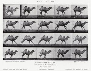 Eadweard Muybridge: The Gallop (s/v foto) av Eadweard Muybridge