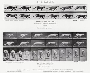 Eadweard Muybridge: The Gallop (s/v foto) av Eadweard Muybridge