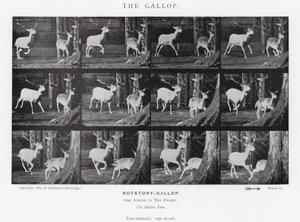 Eadweard Muybridge: The Gallop (s/v foto) av Eadweard Muybridge