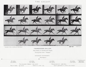 Eadweard Muybridge: The Gallop (s/v foto) av Eadweard Muybridge