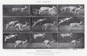 Eadweard Muybridge: The Gallop (s/v foto) av Eadweard Muybridge