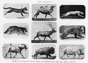 Eadweard Muybridge: The Gallop (s/v foto) av Eadweard Muybridge