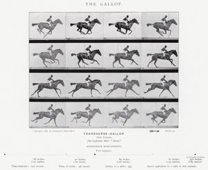 Eadweard Muybridge: The Gallop (s/v foto) av Eadweard Muybridge