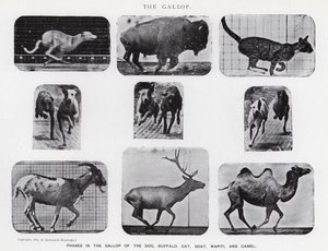 Eadweard Muybridge: The Gallop (s/v foto) av Eadweard Muybridge