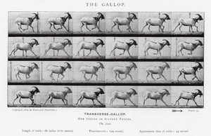 Eadweard Muybridge: The Gallop (s/v foto) av Eadweard Muybridge