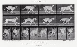 Eadweard Muybridge: The Gallop (s/v foto) av Eadweard Muybridge