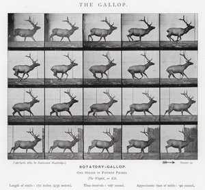 Eadweard Muybridge: The Gallop (s/v foto) av Eadweard Muybridge