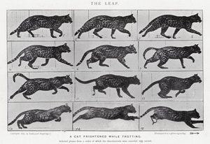 Eadweard Muybridge: The Leap (s/v foto) av Eadweard Muybridge