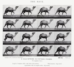 Eadweard Muybridge: The Rack (s/v foto) av Eadweard Muybridge
