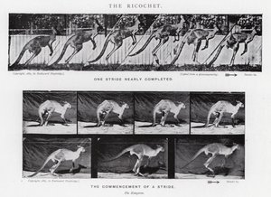 Eadweard Muybridge: The Ricochet (s/v foto) av Eadweard Muybridge