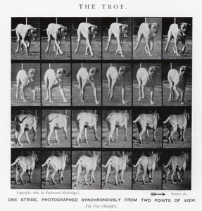 Eadweard Muybridge: The Trot (s/v foto) av Eadweard Muybridge
