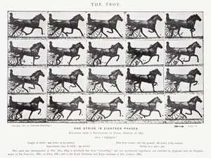 Eadweard Muybridge: The Trot (s/v foto) av Eadweard Muybridge