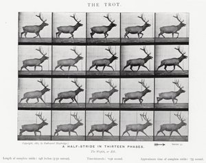 Eadweard Muybridge: The Trot (s/v foto) av Eadweard Muybridge