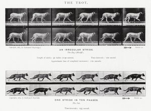 Eadweard Muybridge: The Trot (s/v foto) av Eadweard Muybridge