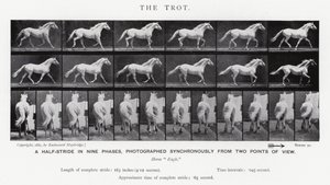 Eadweard Muybridge: The Trot (s/v foto) av Eadweard Muybridge
