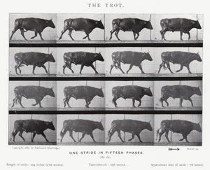 Eadweard Muybridge: The Trot (s/v foto) av Eadweard Muybridge