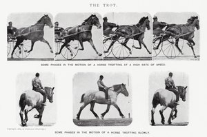 Eadweard Muybridge: The Trot (s/v foto) av Eadweard Muybridge